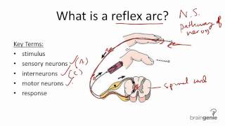 8.1.4 Reflex Arc