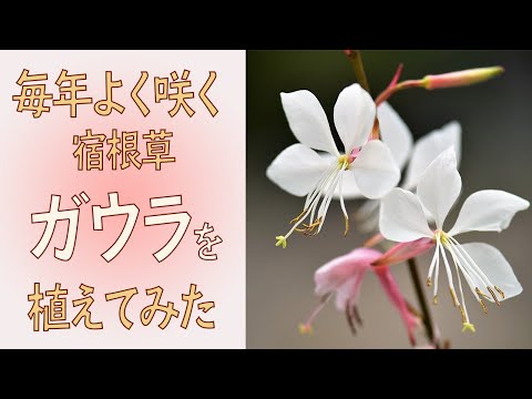 園芸 リンドハイマーのガウラ