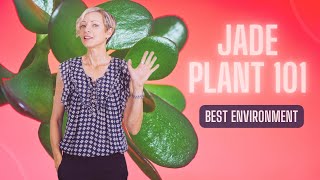 Jade Plant Care 101 - Perfect Environment - Crassula Ovata