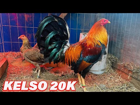 20k Kelso Sweater 5k Yellow Leg Hugo Gonzalez Alabama Farm Beautiful Birds