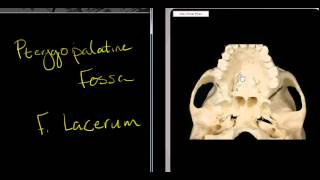 Lesser Petrosal Nerve Watch HD Mp4 Videos Download Free