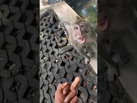 This monkey did not like this joke 😂 @Thenaturedrifts
