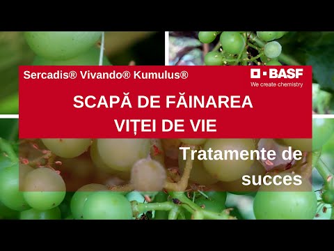 , title : 'Fainarea Vitei de Vie - Fungicide EFICIENTE pentru Combatere'