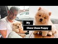 Getting My Chow Chow Puppy