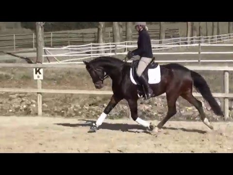 Qrack von Worrenberg, geb. 2012, Wallach, Quaterback x Rohdiamant