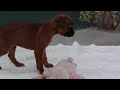 Boxer dogs for sale: Rosie - Video 1