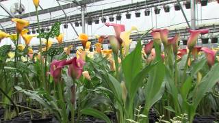 How To Grow Calla Lillies