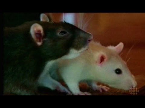 Oferta Pana Alberta - Szczury