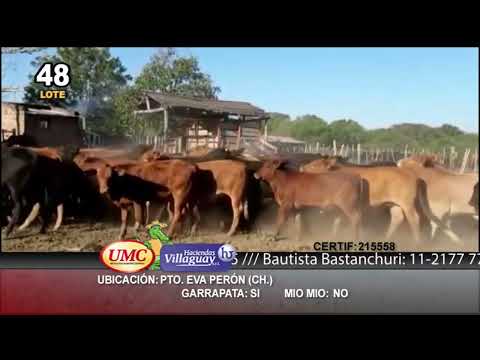 Lote 79 Terneros/as en Pto. Eva Perón, Chaco