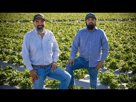 Strawberry Farmers : Alejandro Jr and Alejandro Ramirez