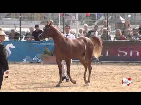 N.51 D OMNIA - Menton 2015 - Fillies 3 years old (Class 3)