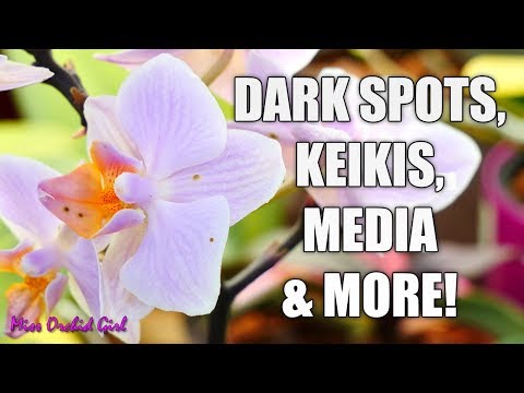 , title : 'Orchid Q&A#41 - Best media, Phalaenopsis with dark spots on flowers, keikis & more!'