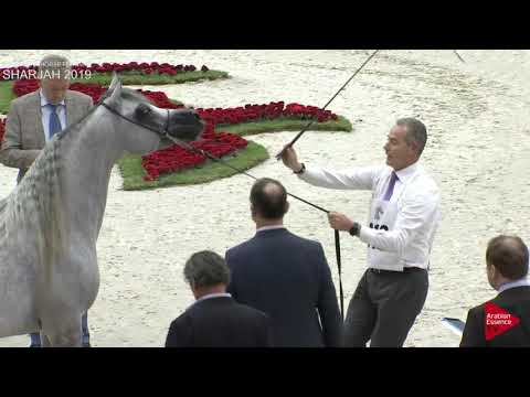 N 318 SUNDOWN KA   Sharjah International 2019