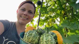 How To Know When Gourds, Pumpkins and Squash Are Ready To Pick | EverCrest