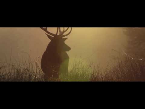 Vibrez aux sons du brame du cerf