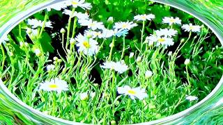 ONE MORE MATINEE, MARK KNOPFLER (un nou început)