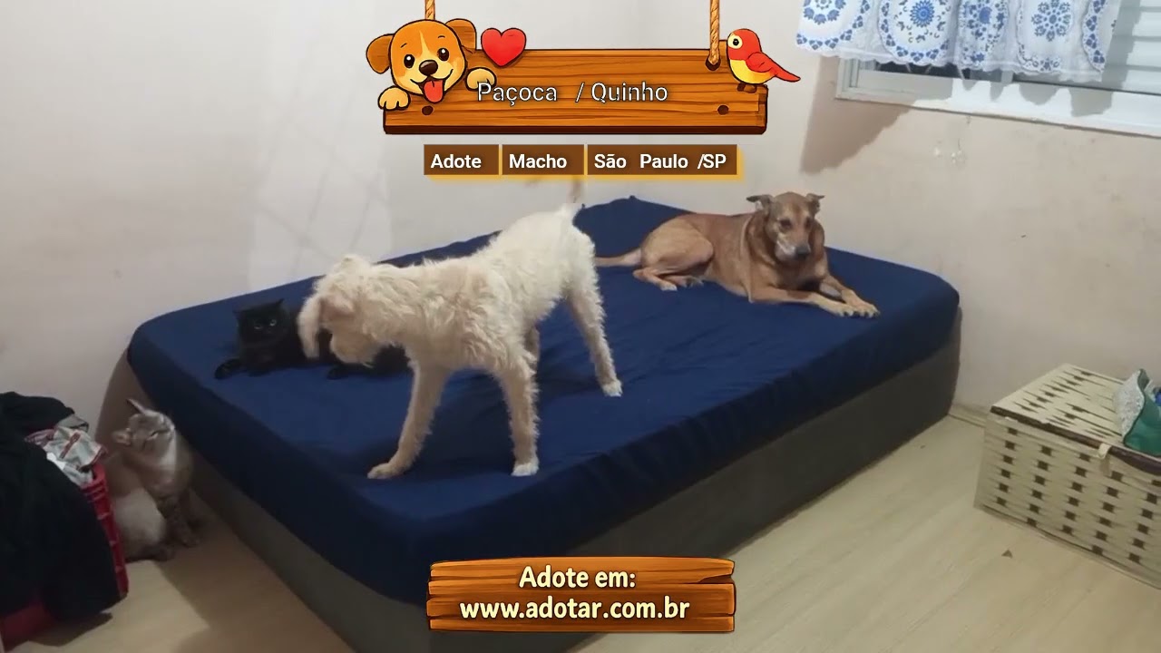 Cachorro raça SRD-ViraLata idade 1 ano nome Paçoca/ Quinho 