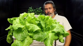 Gardener Grows Massive Amount of Lettuce in 2 Gallon Container, DIY Hydroponics with Pool Noodles