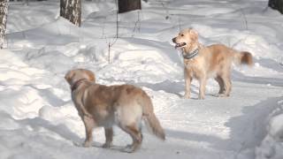 Untitled dog video #1