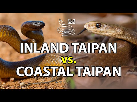 Inland taipan vs. Coastal taipan - Battle of the deadly snakes