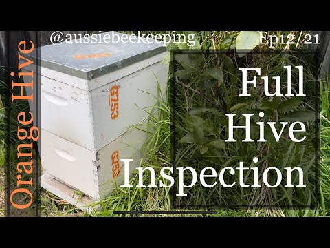 Aussie Bee Keeping - Full Inspection and Checking the orange hive for AFB 22nd Sep 2021