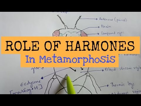 Inter 2nd year SYNAPTIC TRANSMISSION ZOOLOGY