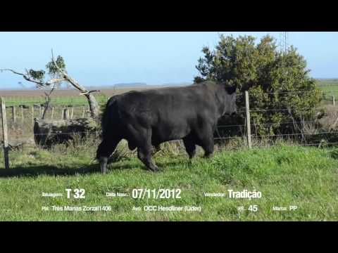 14º Remate Só Angus - Tradição. Tat.: T32