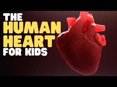 The Human Heart for Kids | Educational video to learn all about how the heart works
