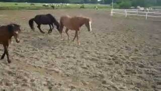 Dune-Nothing compares to you