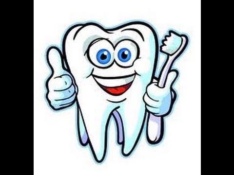 Human Teeth Types -Video for Kids