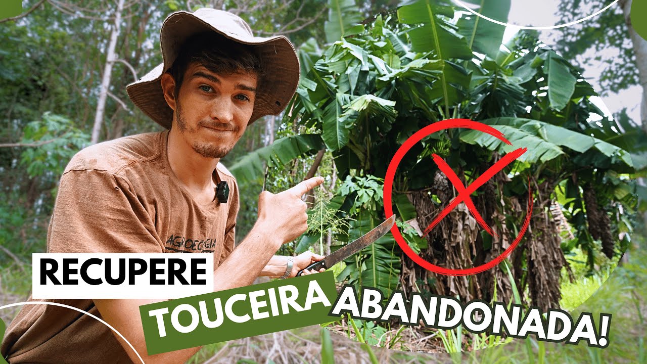 Como PODAR A BANANEIRA corretamente: TUDO O QUE VOCÊ PRECISA SABER!