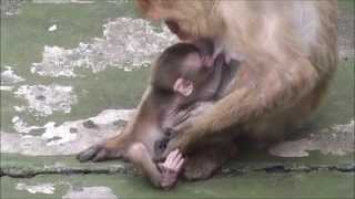 preview picture of video 'Baby Monkey 15days old. ニホンザルの赤ちゃん生後15日目③（釧路動物園）'