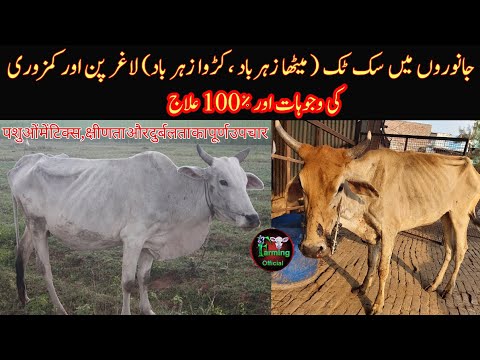 Treatment Of Suk Tuck, Zeharbad, Weakness,Liver Fluke In Dairy Animals|Farming Official चूसो, जहर
