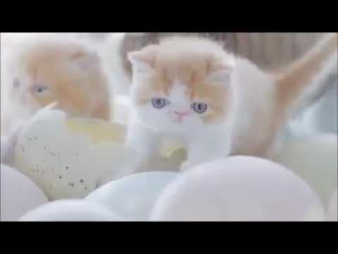 AMZINDG  VEDIO  FOR CATS