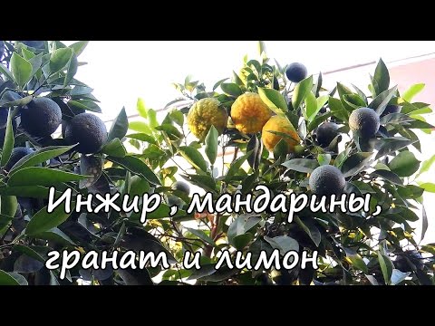 Инжир, мандарины, гранат и лимон