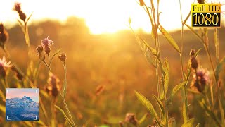 Morning Meditation Music ~ Very Calm Music | Stress Relief