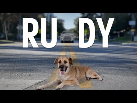 "Rudy" | 🐾 Student Film | 2024