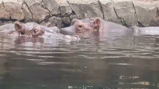 Hippos be thinking