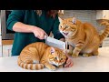 Funny Dog And Cat Reactions To Cutting Cake Ultimate Pet Compilation Dog Cat Funny