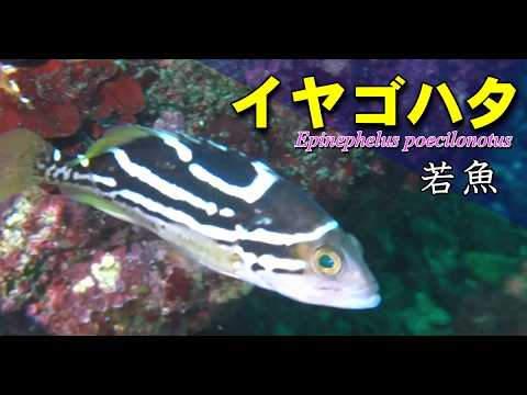 黒い体に白い縞模様があるイヤゴハタの若魚