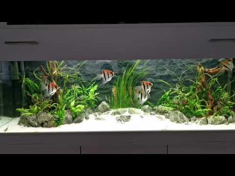 Manacapuru Rotrücken-Skalar, Pterophyllum Scalare