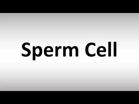 How to Pronounce Sperm Cell