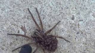 spider explodes and baby spiders crawl everywhere!! It gave birth!!!!! - 1 million views!!!!!