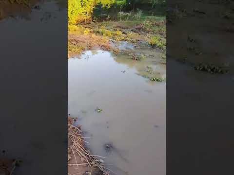 Enchente no Rio Malhada Da Roça, Sao Joao Do Cariri - PB