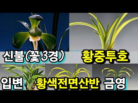 유튜브 썸네일
