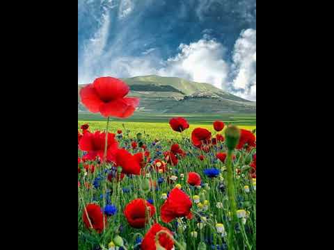 Stille Nacht, heilige Nacht