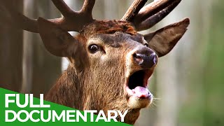 Europe's Great Wilderness | Episode 2: Europe's Green Heart | Free Documentary Nature