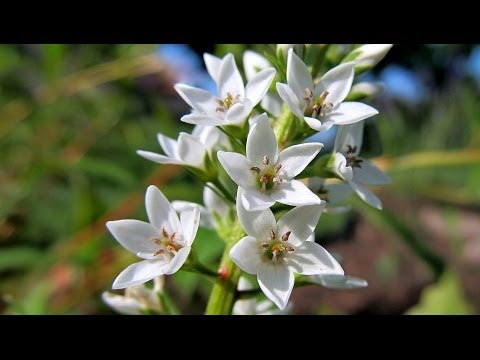 Barwy ogrodu: Białe kwiaty / White Flowers