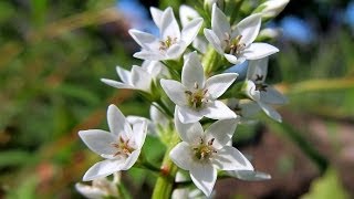 Barwy ogrodu: Białe kwiaty / White Flowers