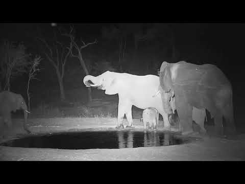 Djuma: Small Elephant herd - 19:50 - 11/05/19